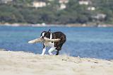 BOSTON TERRIER 310